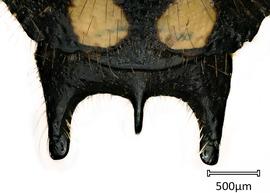   Anthidium maculosum nbsp;male, dorsal view of seventh tergum (T7), photo: Jeni Sidwell 
